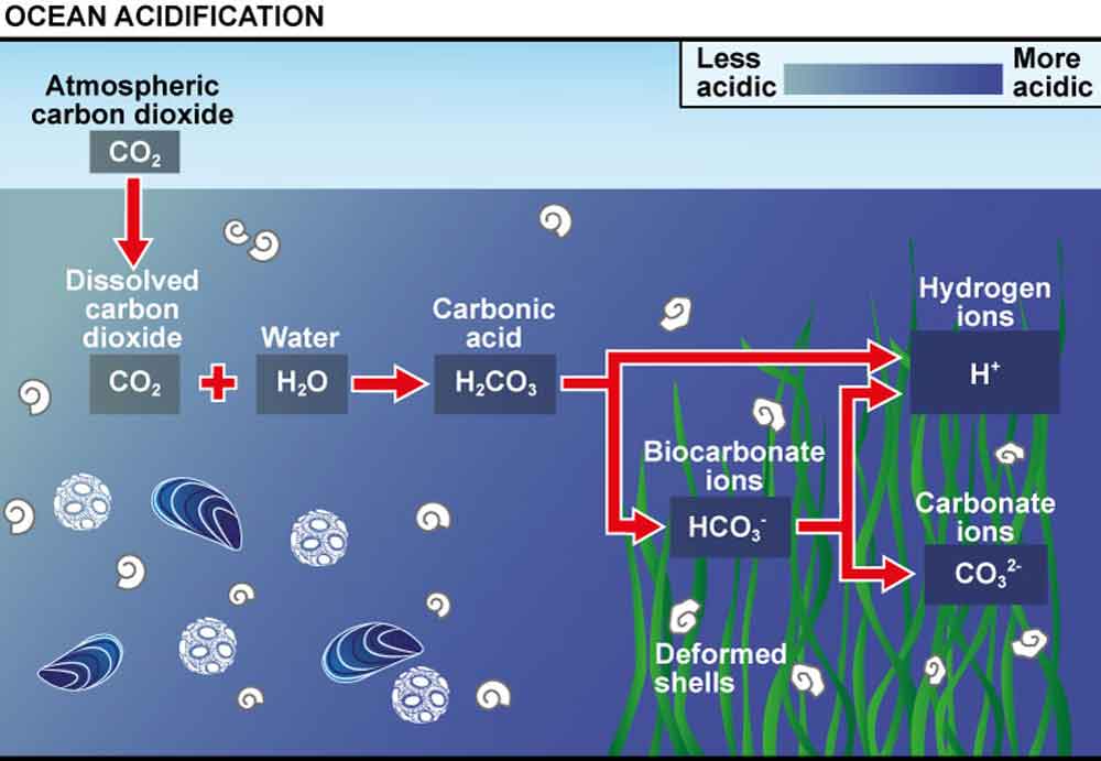 Acidificación océano