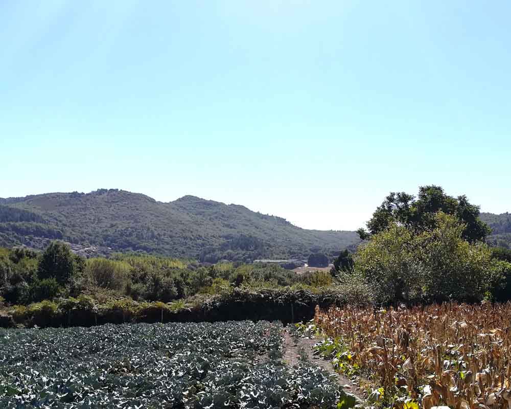 Cultivo maíz en Galicia