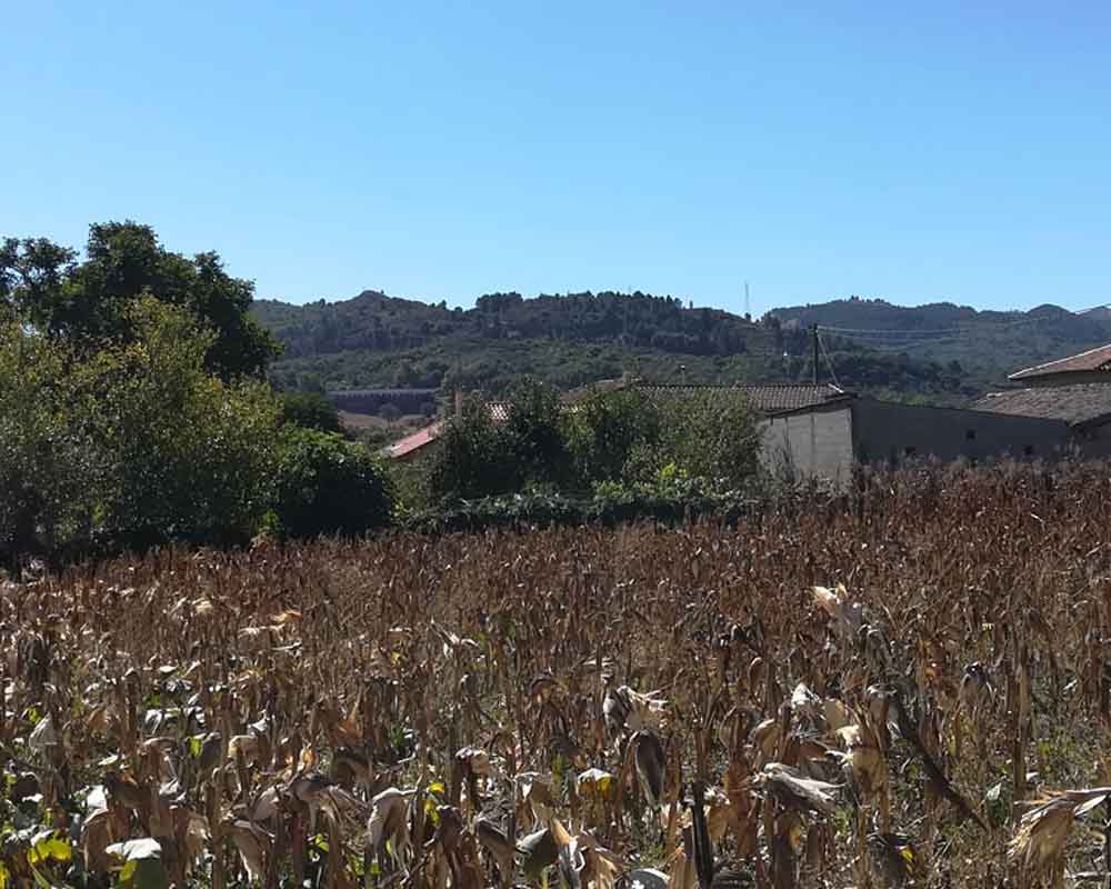 Cultivo de maíz en Galicia