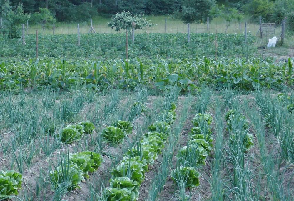 Huerta Cooperativa Los Apisquillos, Puebla de la Sierra Madrid