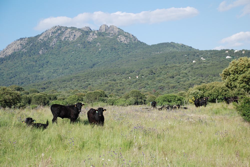 Vacas raza Avileña Negra Ibérica